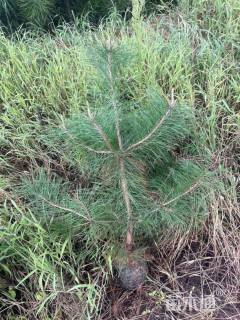 高度80厘米油松
