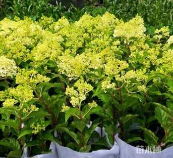 高度50厘米绣球