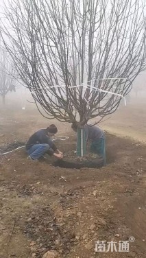 11公分绚丽海棠