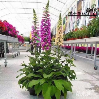 高度50厘米羽扇豆