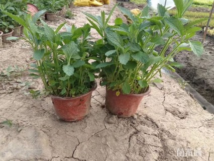 高度25厘米紫叶千鸟花