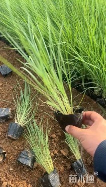 高度35厘米坡地毛冠草