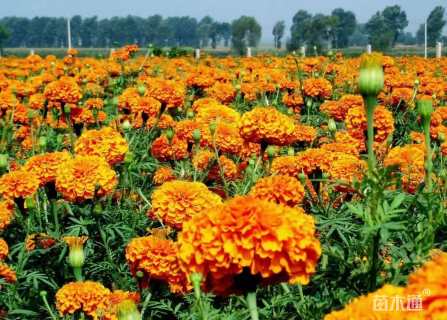 高度15厘米万寿菊