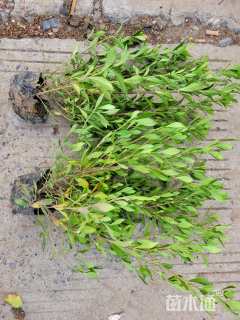 高度35厘米小叶栀子小苗