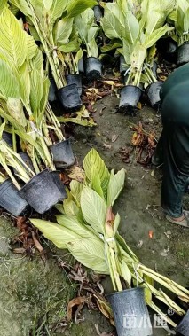 高度30厘米花叶美人蕉