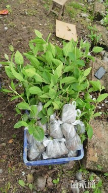 高度25厘米中华木绣球