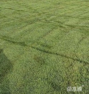 草卷状翦股颖