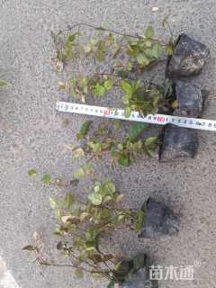 20厘米花叶络石