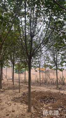 10公分二乔玉兰