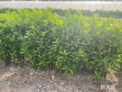 高度100厘米青珊瑚