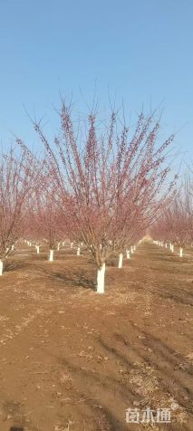 高度500厘米印第安魔力海棠