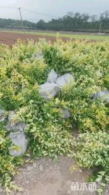 高度30厘米金森女贞小苗