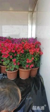 高度40厘米三角梅