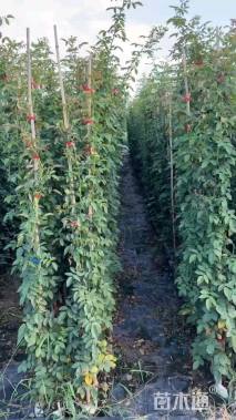 80厘米藤本月季