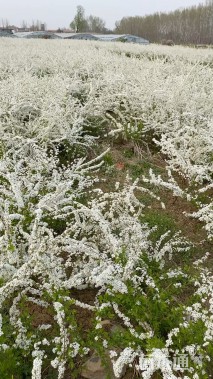 高度60厘米珍珠绣线菊