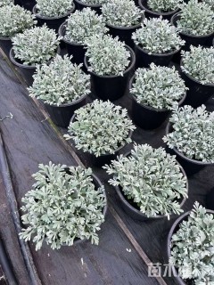 高度10厘米芙蓉菊