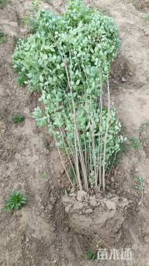 高度100厘米胡枝子