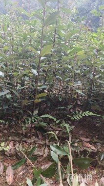 高度100厘米赤皮青冈