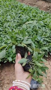 高度18厘米鼠尾草