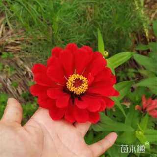 高度20厘米百日草