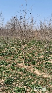 高度250厘米石榴