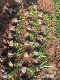 高度25厘米阔叶麦冬