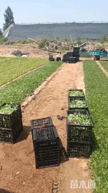 高度8厘米天人菊