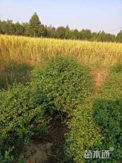 冠幅120厘米小叶女贞球