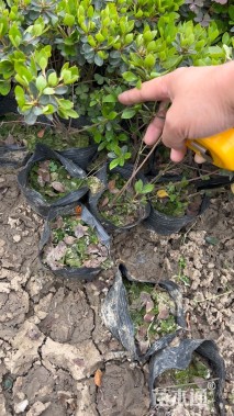 高度20厘米夏鹃