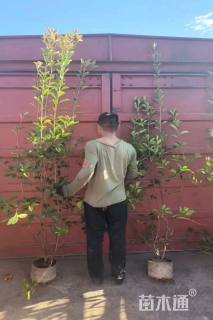 高度150厘米红叶石楠篱笆