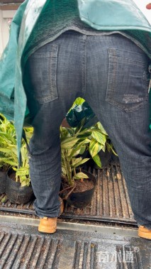 高度30厘米花叶良姜