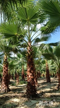 裸干高200厘米华棕