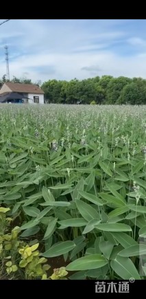 高度40厘米再力花