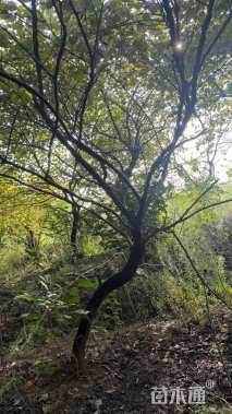 15公分加拿大紫荆