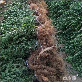 80厘米扶芳藤