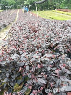 高度15厘米红花继木