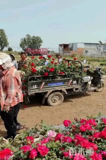 高度40厘米大花月季