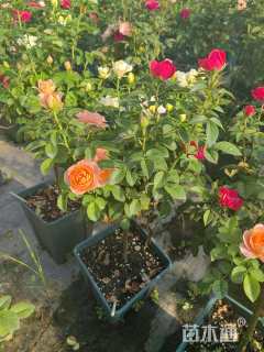 高度80厘米欧洲月季