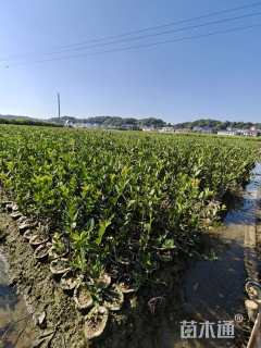 高度40厘米油茶