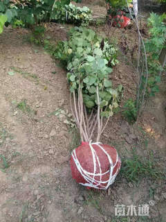 高度200厘米丛生紫荆