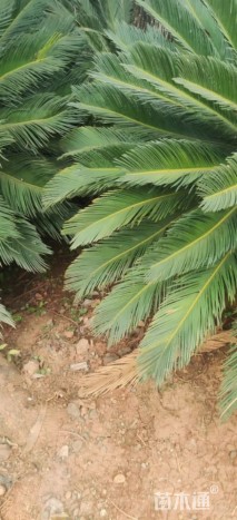 裸干高60厘米苏铁