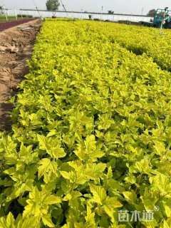 高度60厘米金叶风箱果