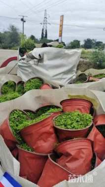 高度10厘米舞草