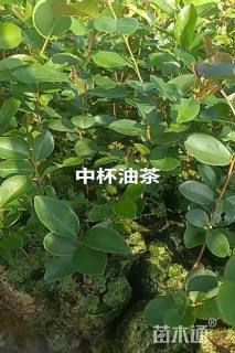 高度40厘米油茶小苗