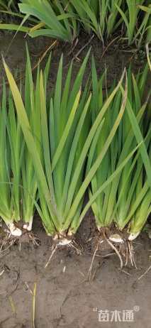 高度30厘米水生鸢尾