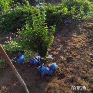 高度60厘米丁香