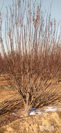 高度400厘米丛生紫叶李