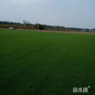 四季青草坪