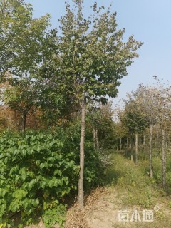 10公分暴马丁香