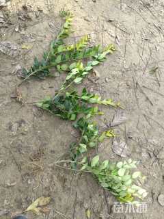 高度41厘米金森女贞